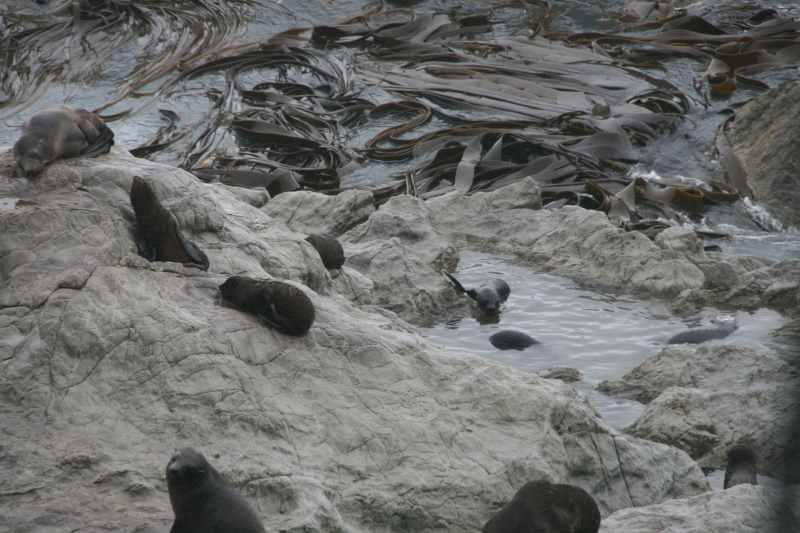 Nieuw-Zeeland 2011 - 1079
